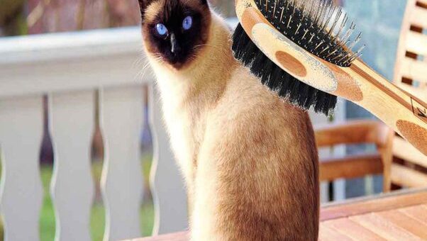 What Are the Different Types of Cat Brushes?q