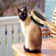 What Are the Different Types of Cat Brushes?q