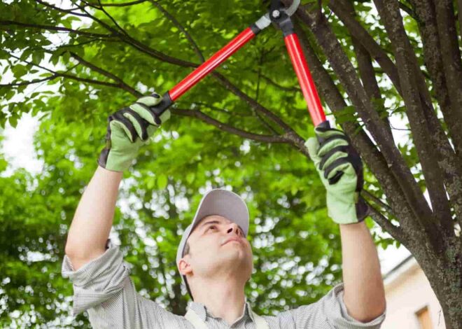 The Ultimate Guide to Tree Maintenance in Canton and North Canton, Ohio